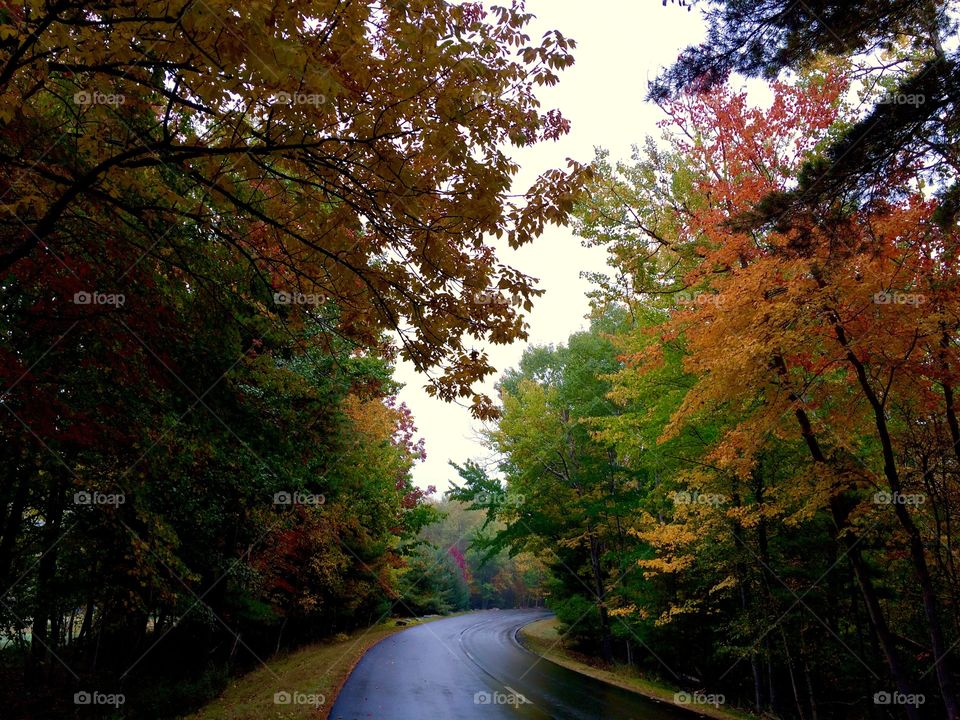 Empty road against clear sky in the forest