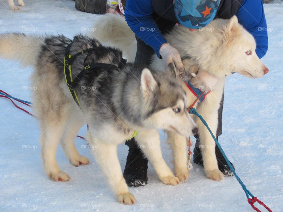 dog sled, winter fun dog sledding on the ice of a pond
