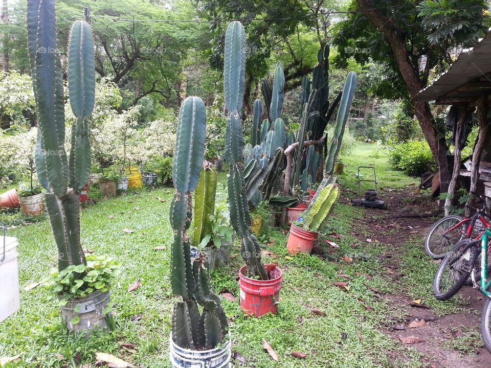 Cactuses in Panama