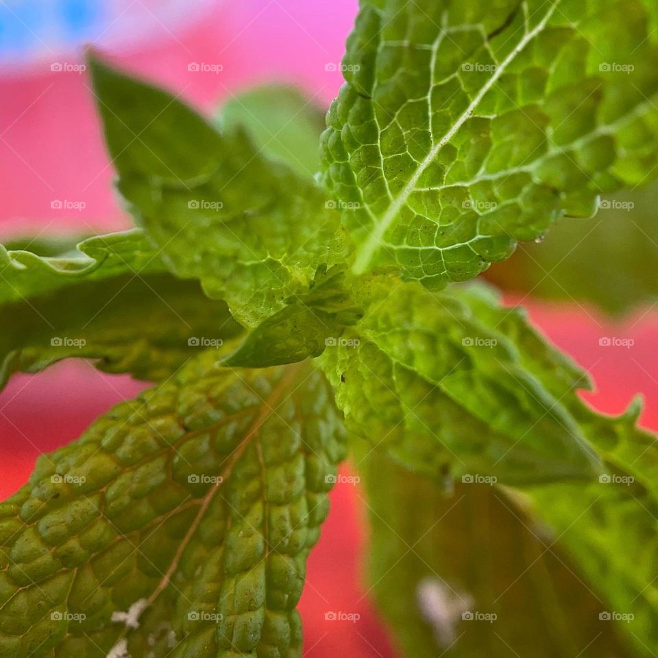 Mint leaves macro