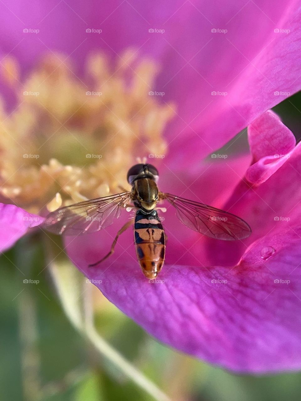 Hoverfly