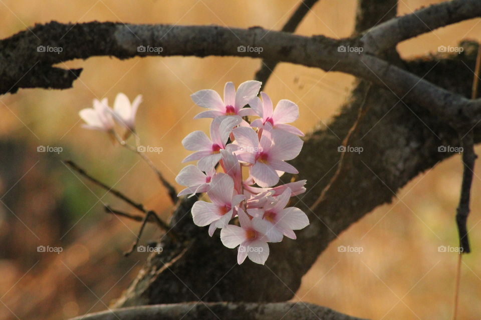 pink orchid in western ghat