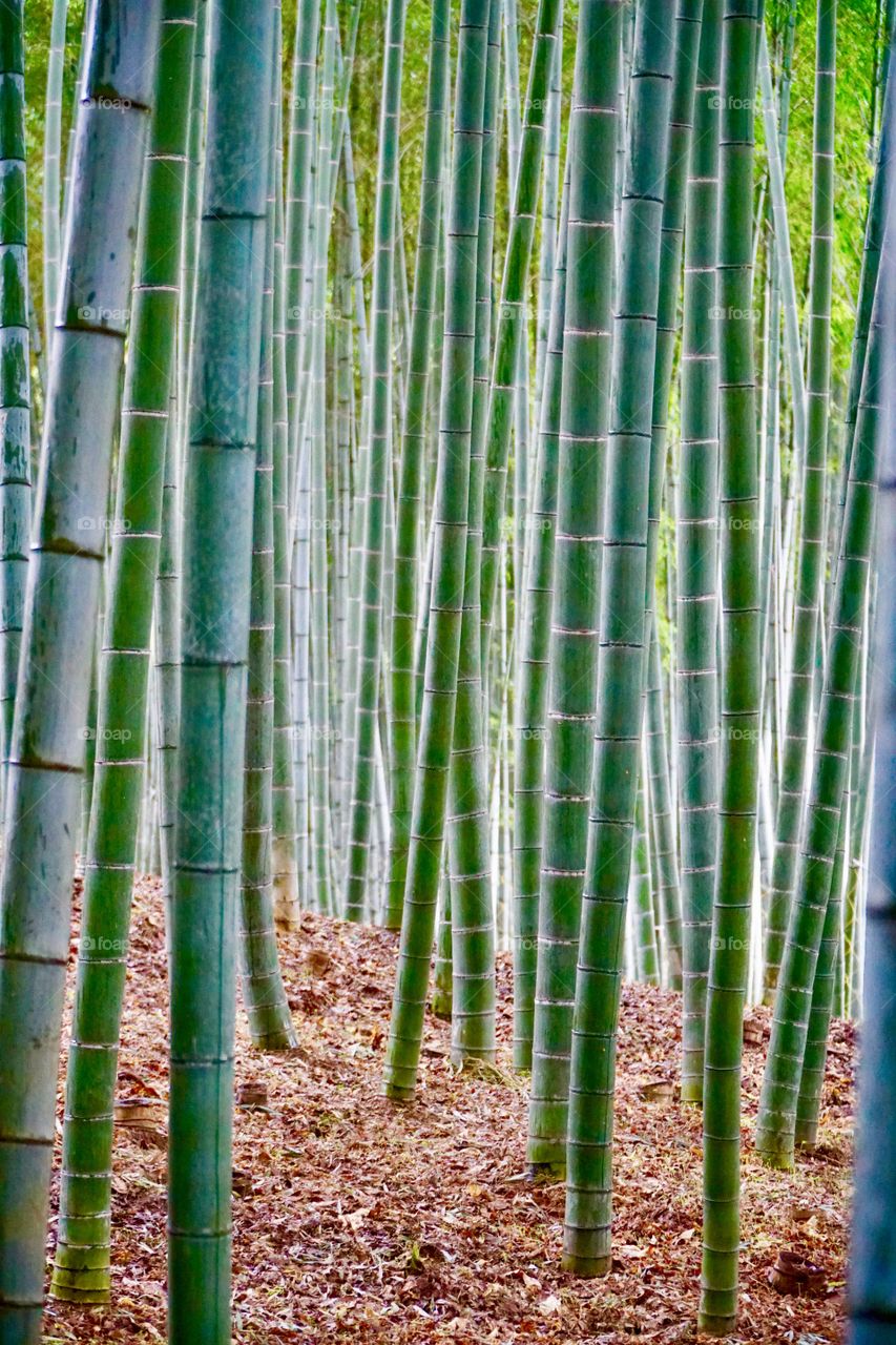 Banboo grove of Arashiyama