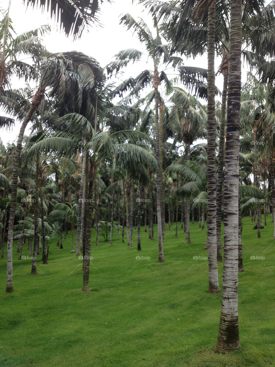 Palm trees in garden