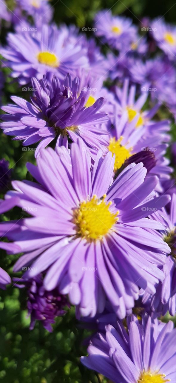 violet astray close up