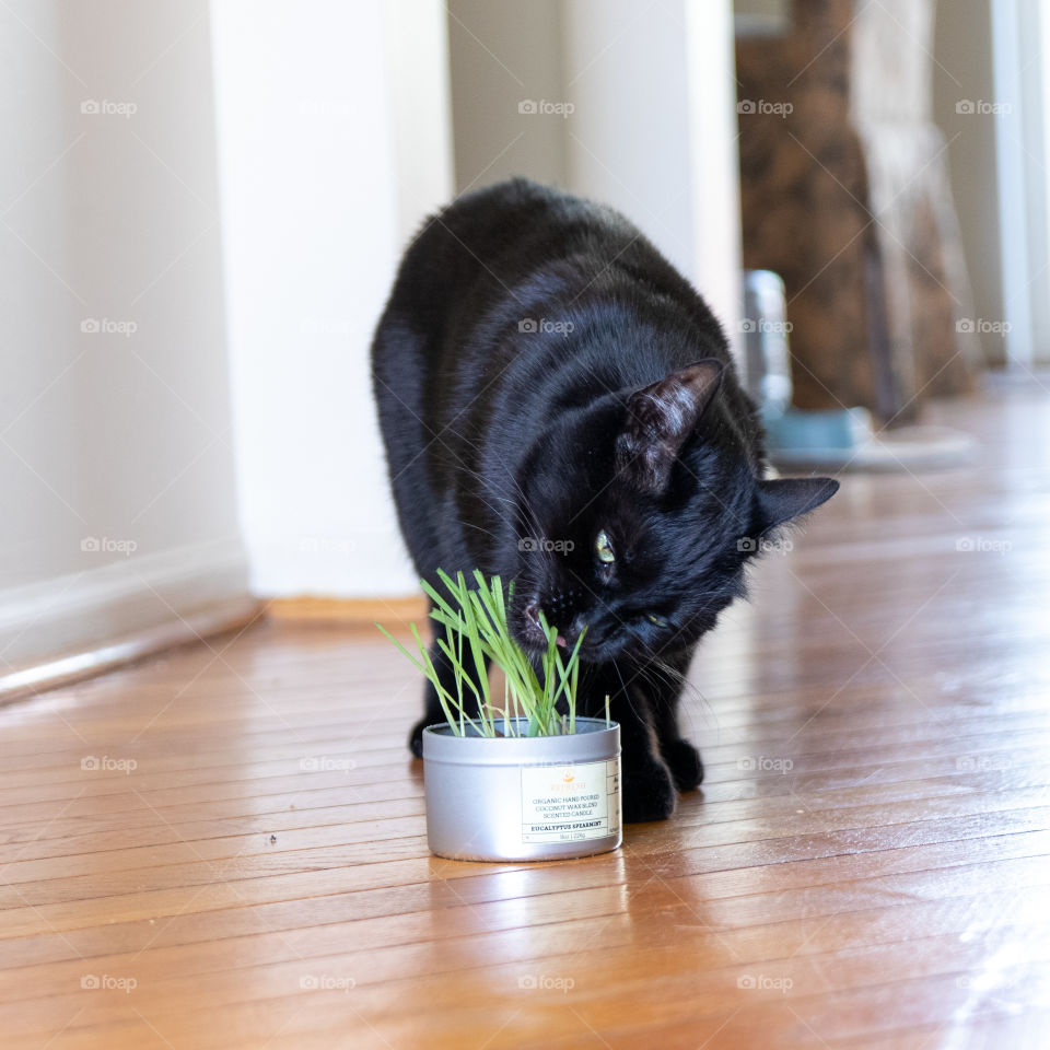 Cat Eating Cat Grass