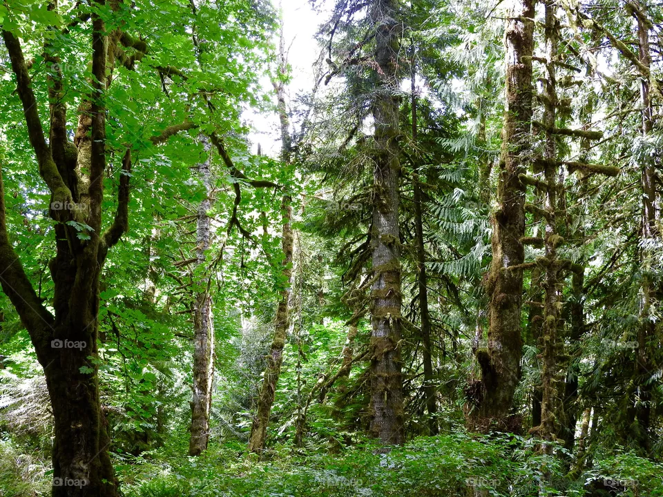 Forest