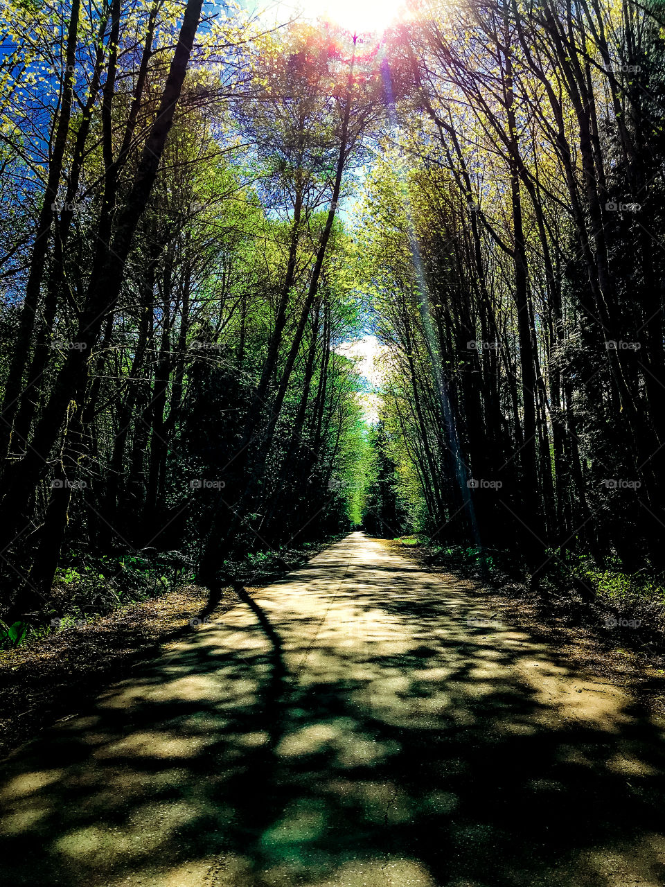 The late afternoon sun provided beautiful dappled light on this old logging road. Tree shadows on the road appeared like a ‘man’ walking & the red aura around the sun glowed as it peeked through the tree tops & their bright green Spring leaves. 