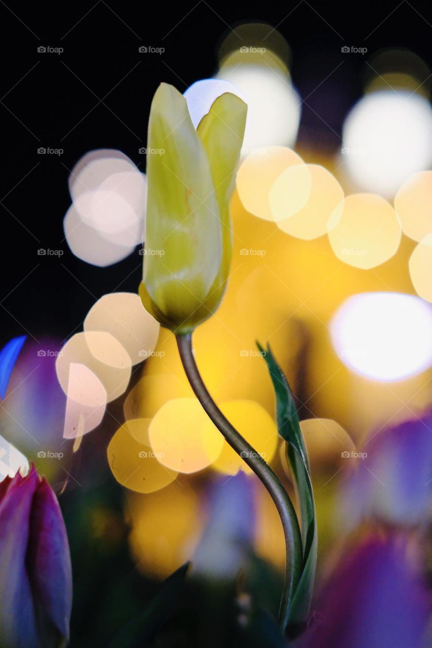 Frogs have a beautiful perspective. Yellow tulip at night in front of the Roebling Bridge 