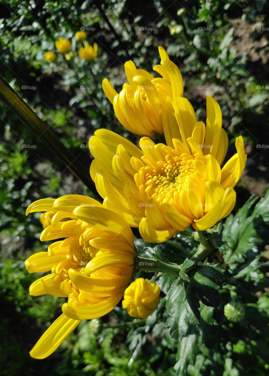 Chrysanthemum
