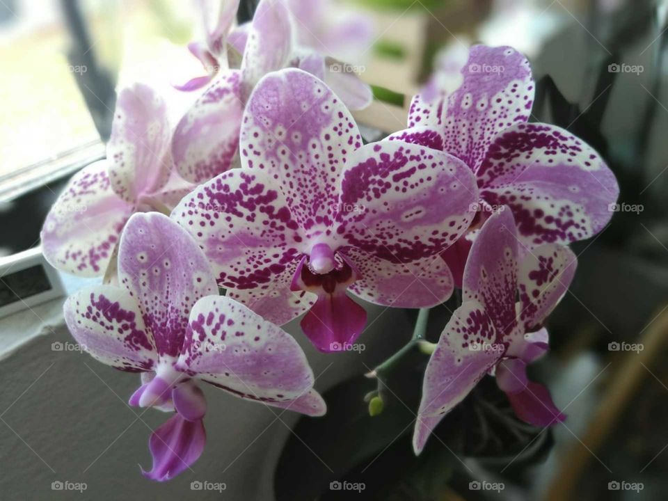 Orchids Flowers Orquídeas Flores 