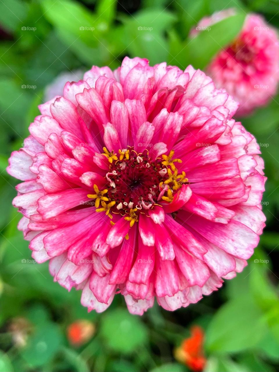 A closeup of a bright bold beautiful pink flower 