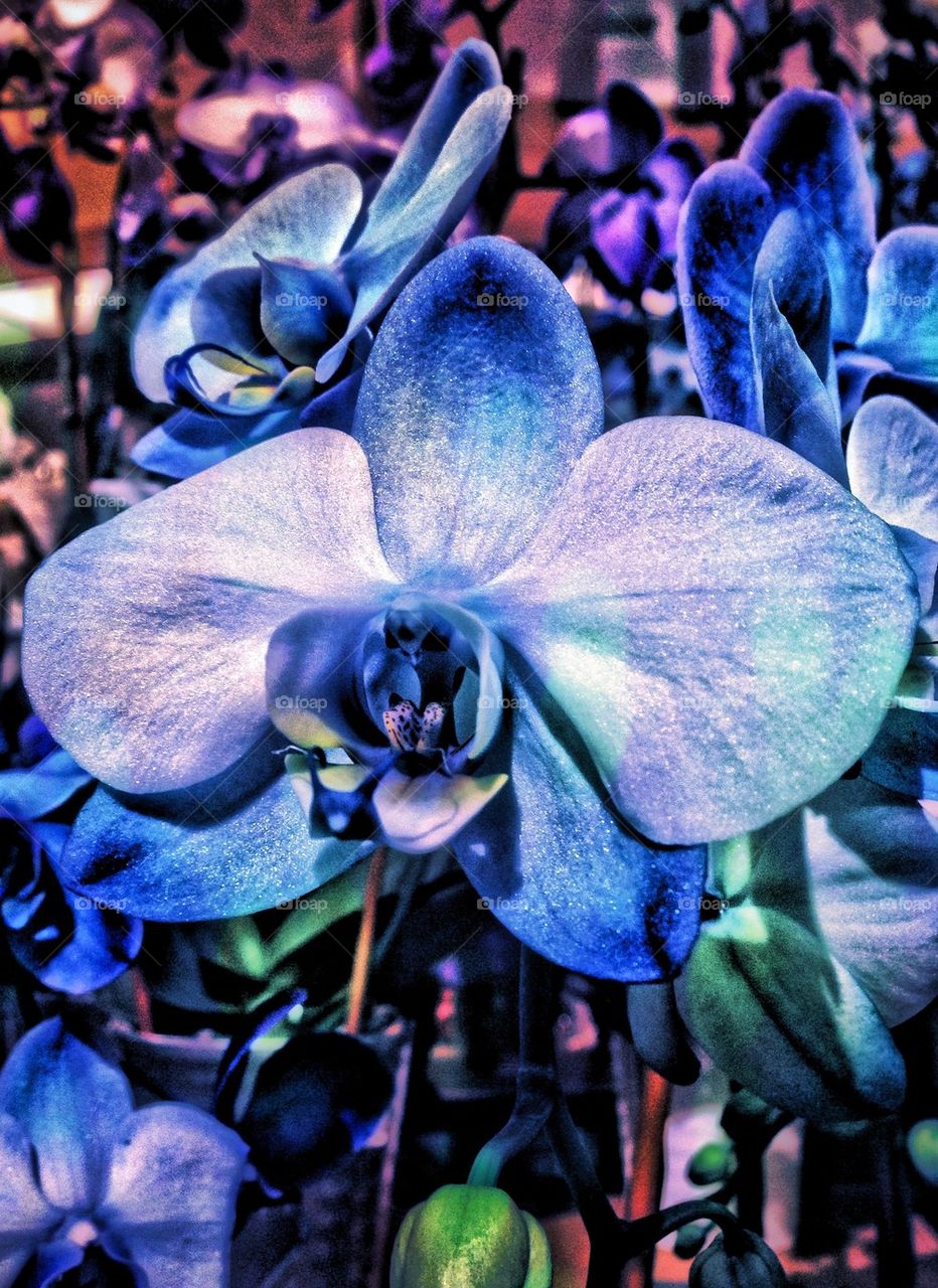 Pretty Orchids