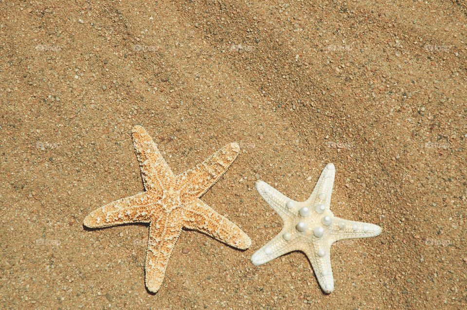 Two starfish on the beach.