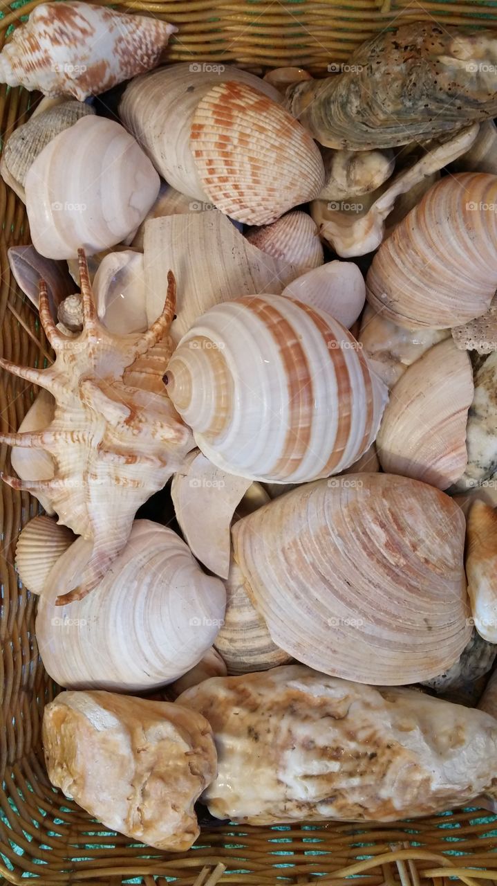 Conch shells