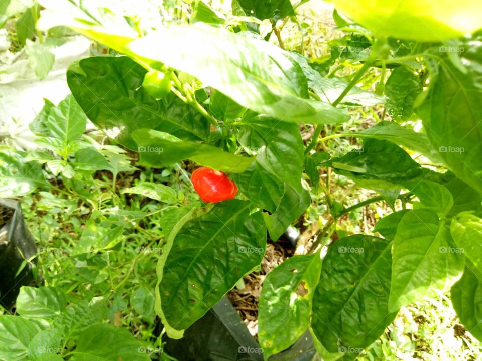 red colour chili