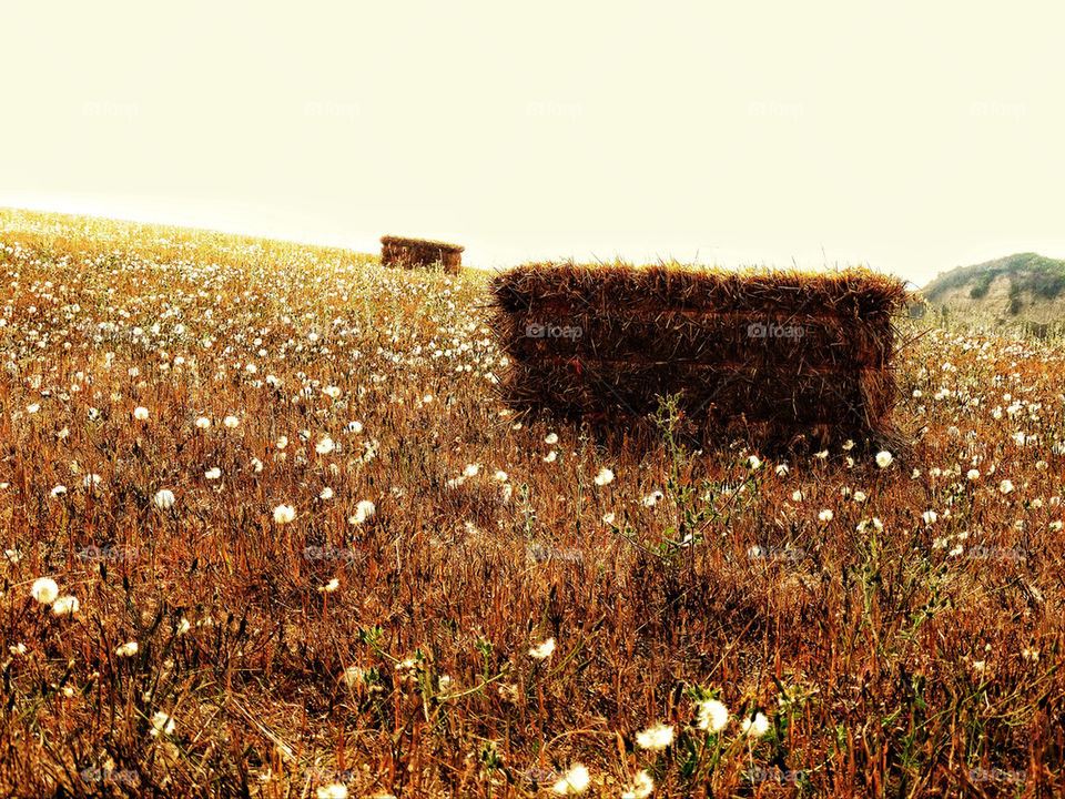 Hay bale in a field