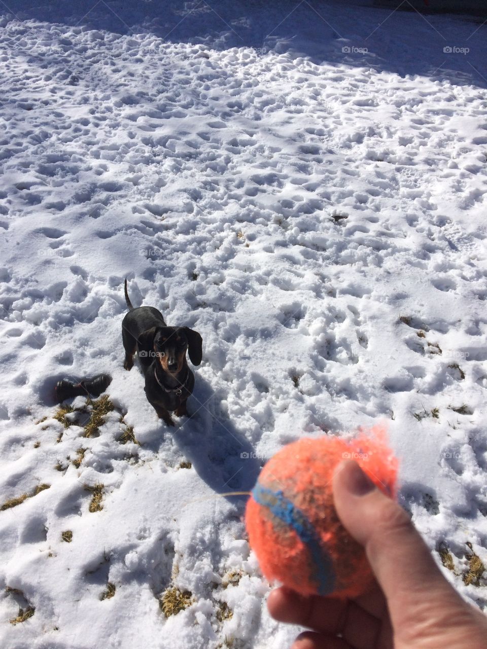 Ball time in the snow 