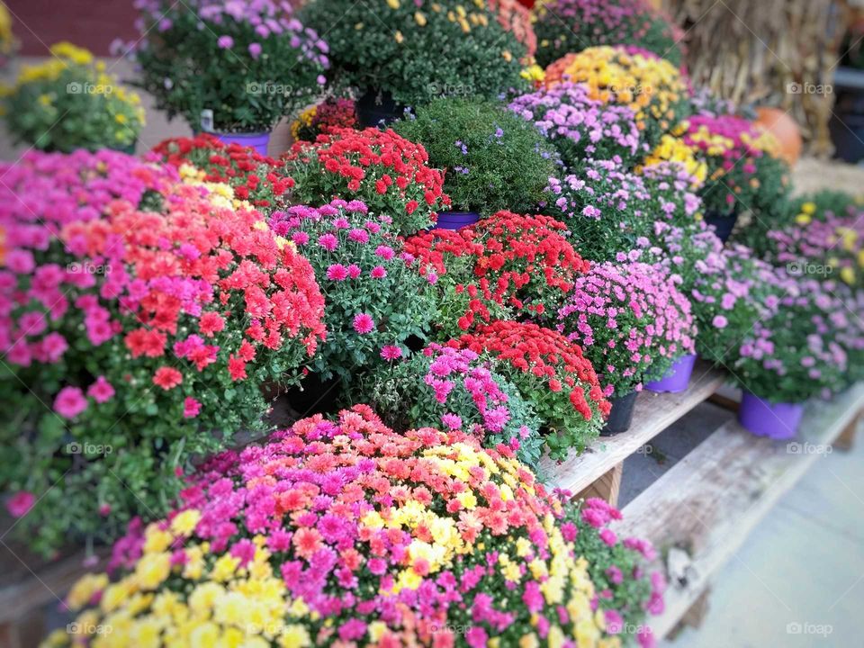 Chrysanthemums