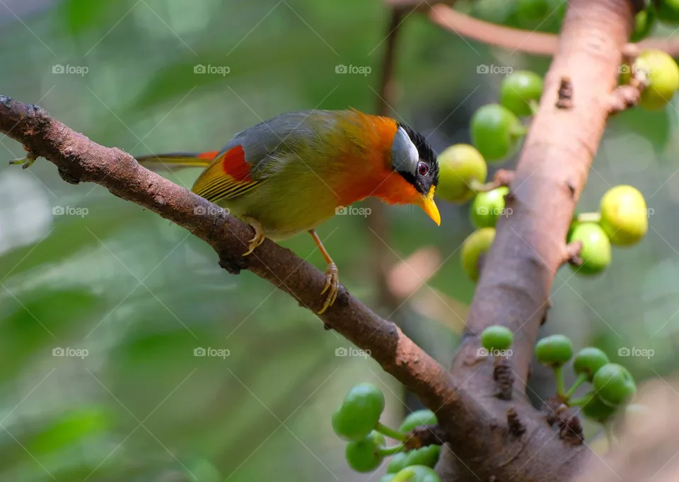 colorful bird