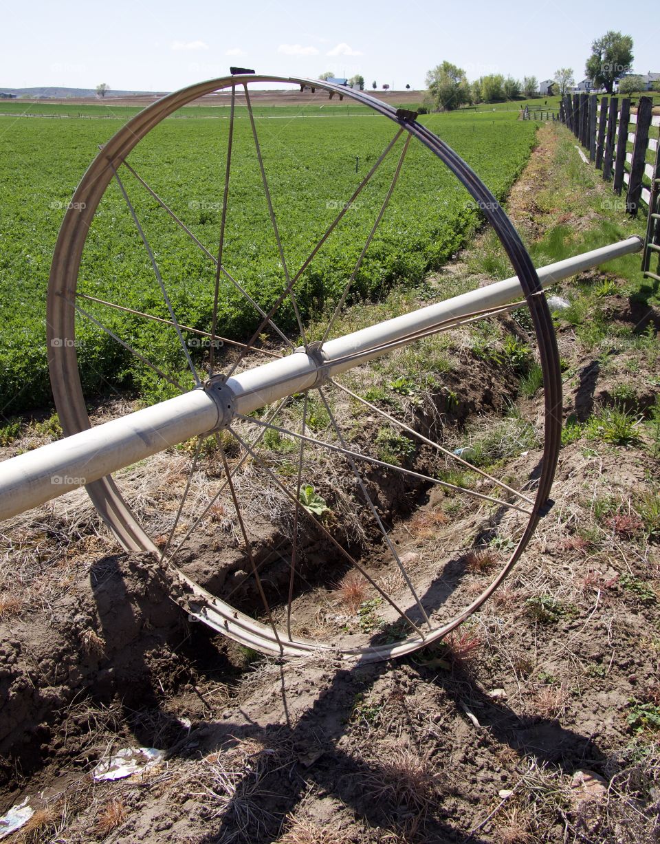 Irrigation wheel lines amongst fresh green spring fields in the farmlands of rural Central Oregon on a sunny morning. 