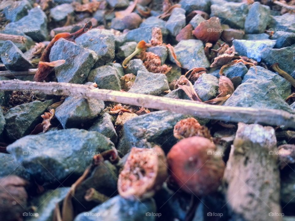 Rocks & Stones, Sticks & Leaves View