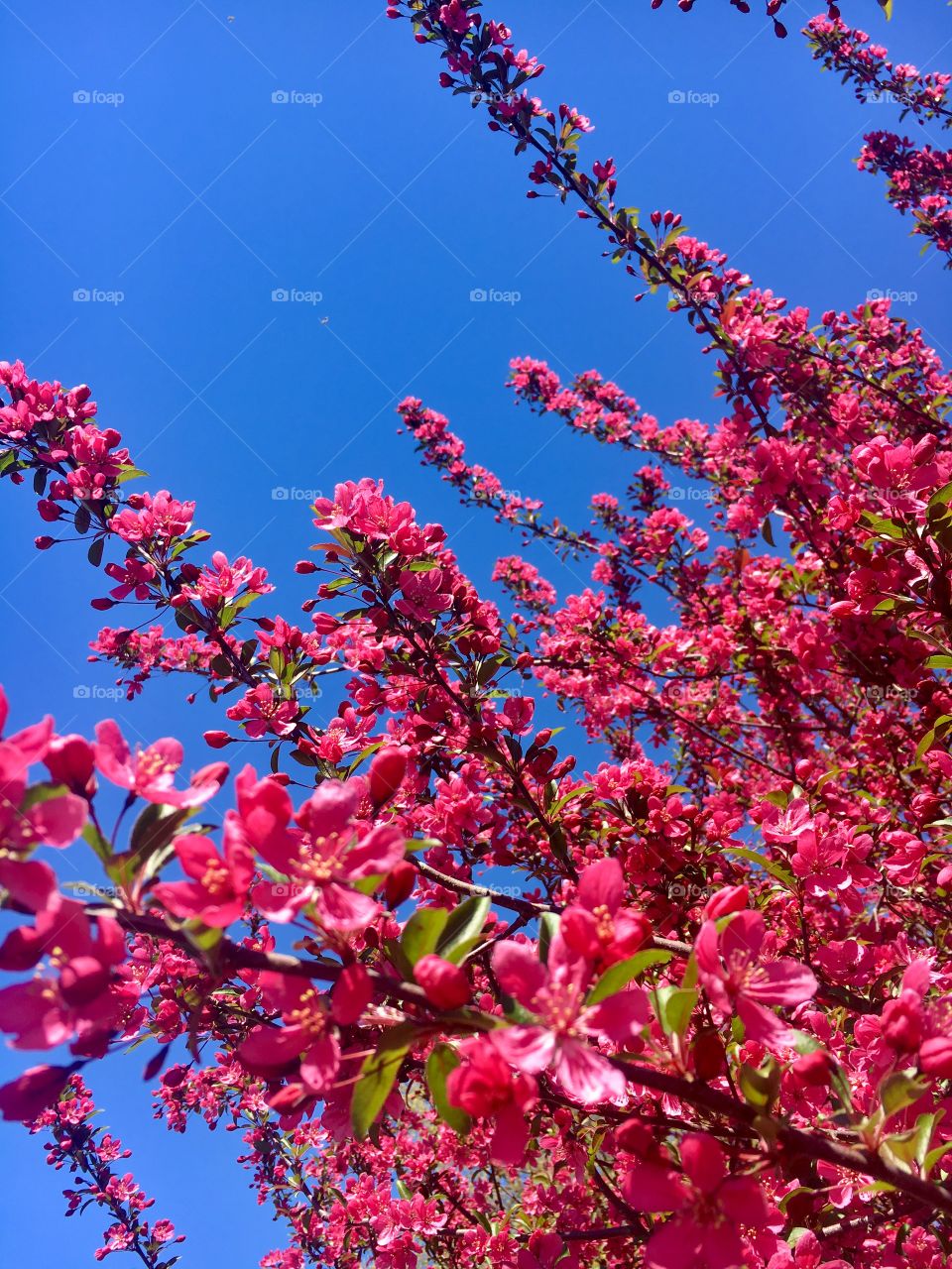 Pink Flower Tree
