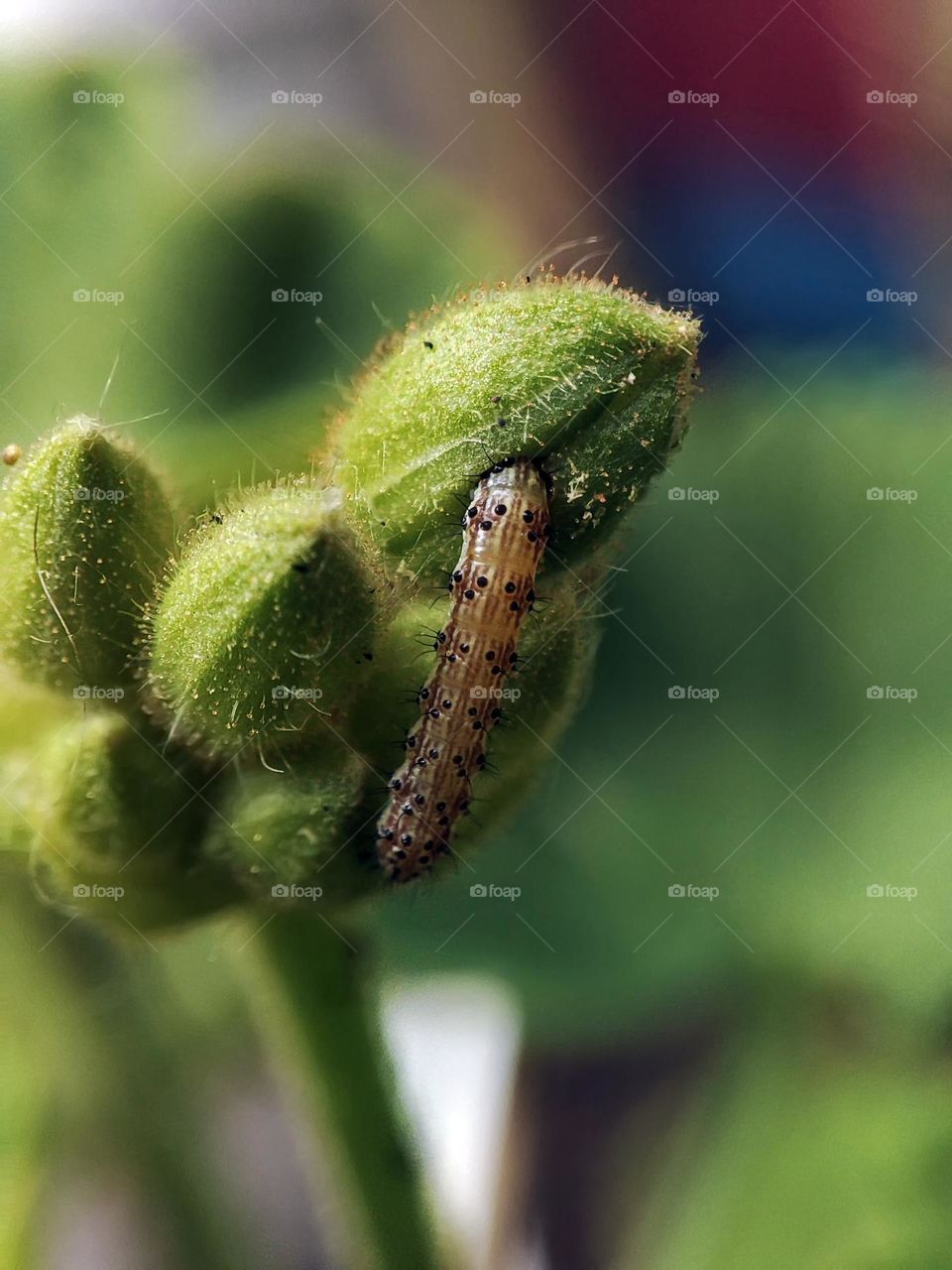 Macro photo of a caterpillar sitting on the flower