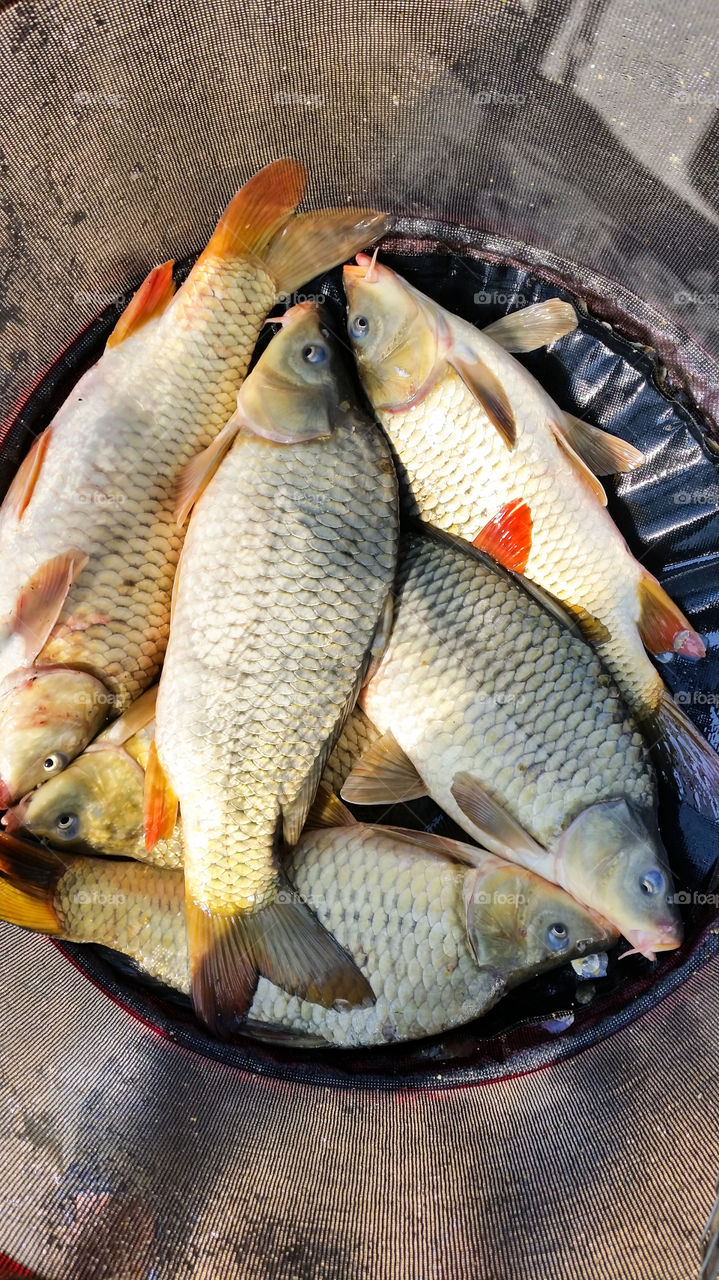 fish caughtat the lake