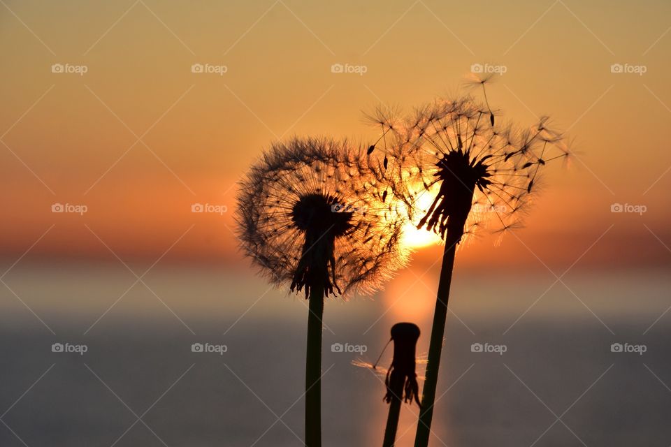 fluffy dandelions on sunrise background