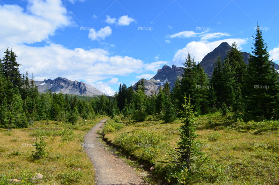 Scenic view of nature