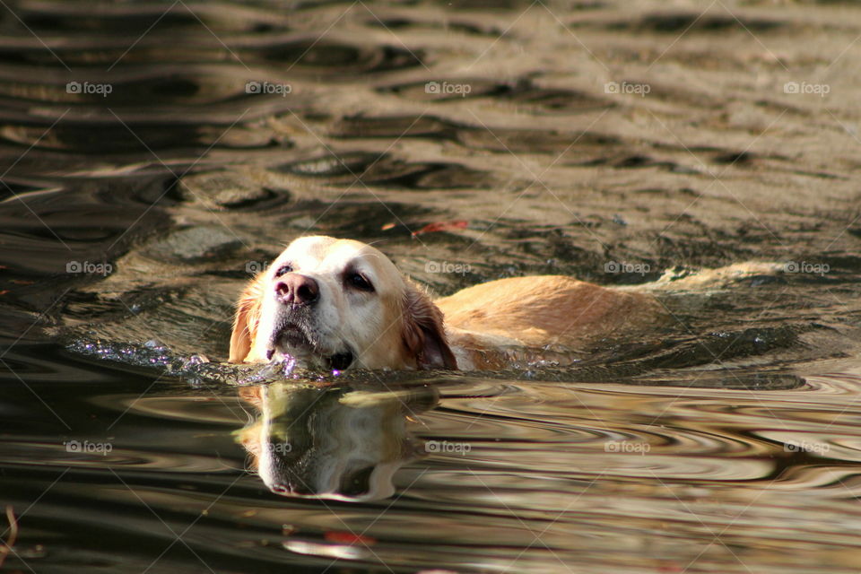 Labrador swimming with his reflection in the water
