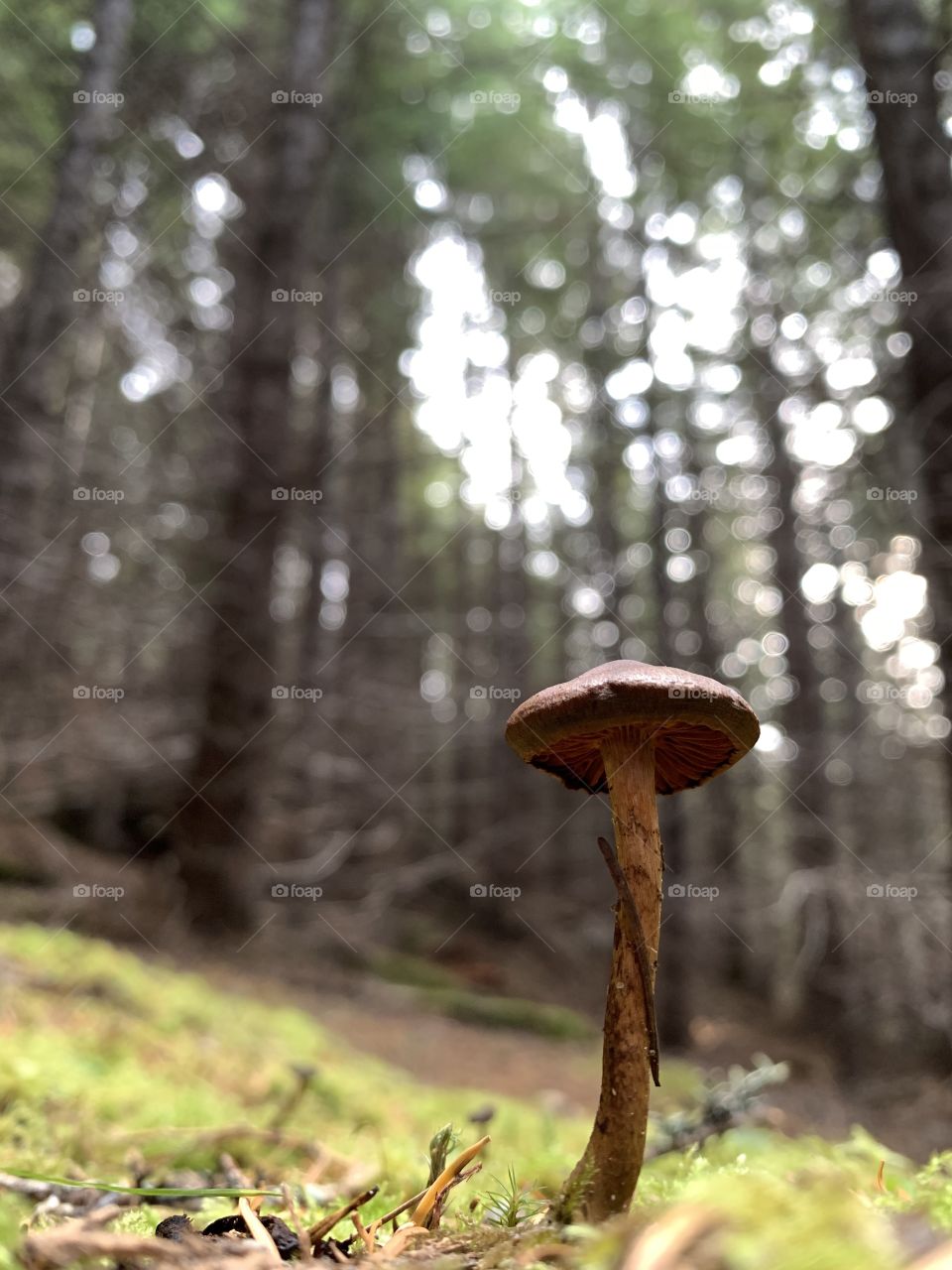 Pine needles on mushroom 