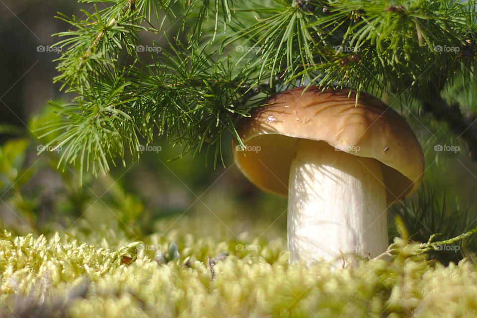 The mushroom hid under the branch of the Christmas tree. The sun is shining on it. The rain is watering the mushroom. It is growing, not by leaps and bounds.