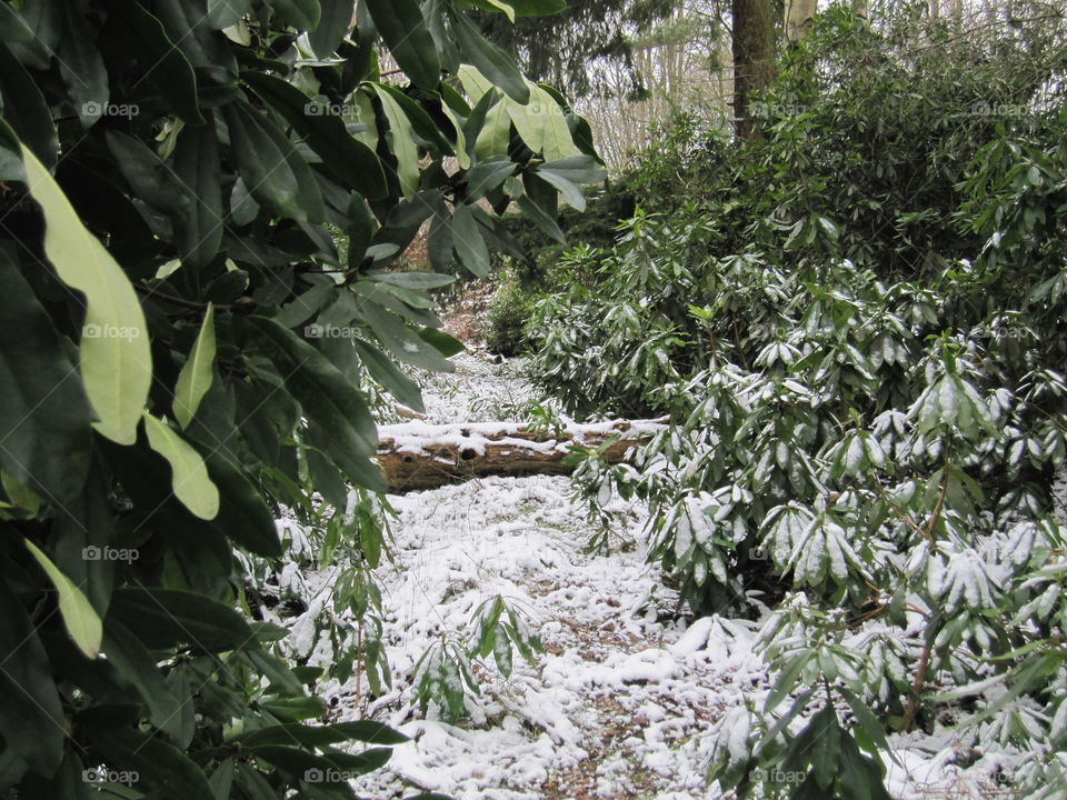 Frozen Forest