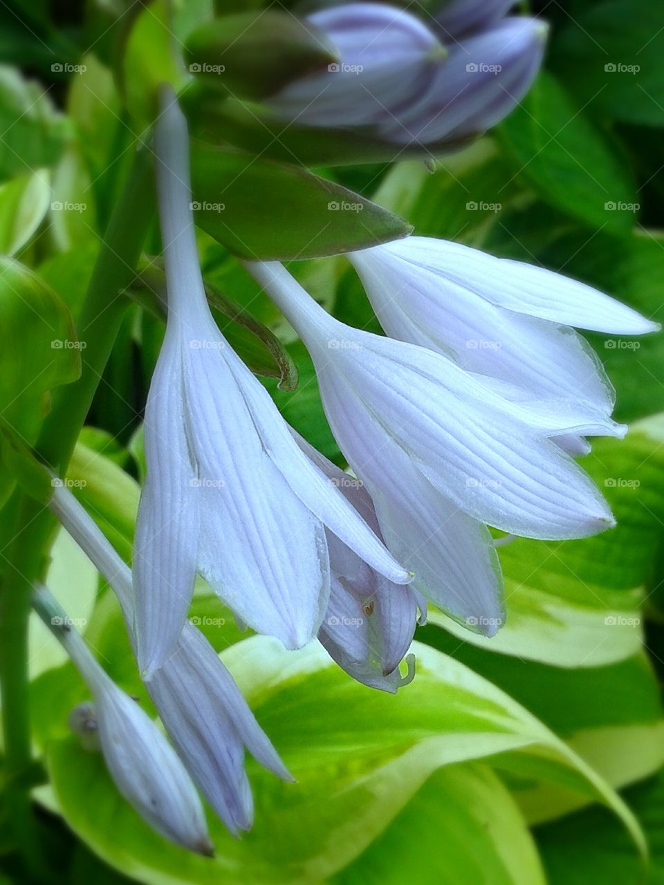 Beautiful blooms. Pretty blue trumpets blooming