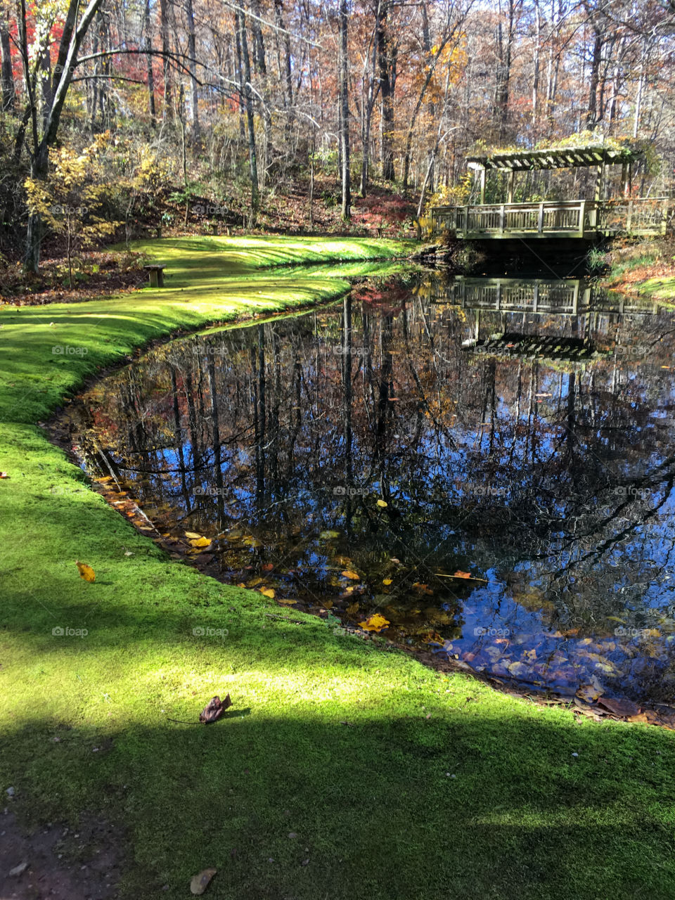 Pond reflections 