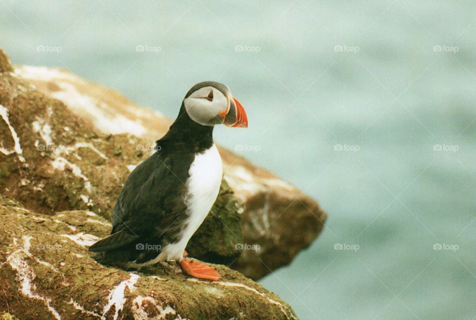 puffin in Iceland