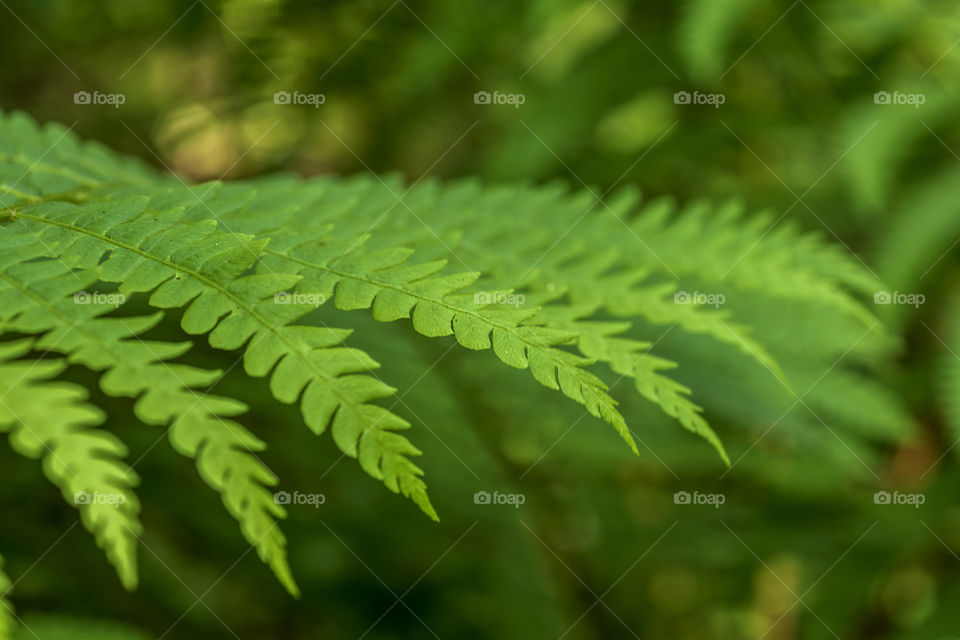 Fern closeup