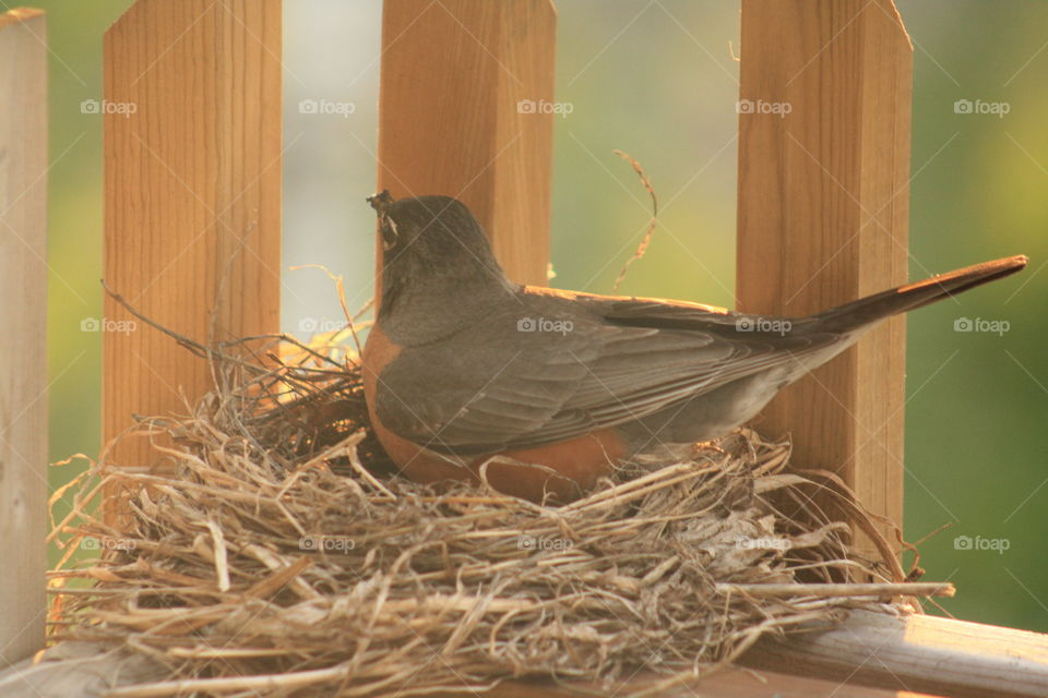 Robin nesting