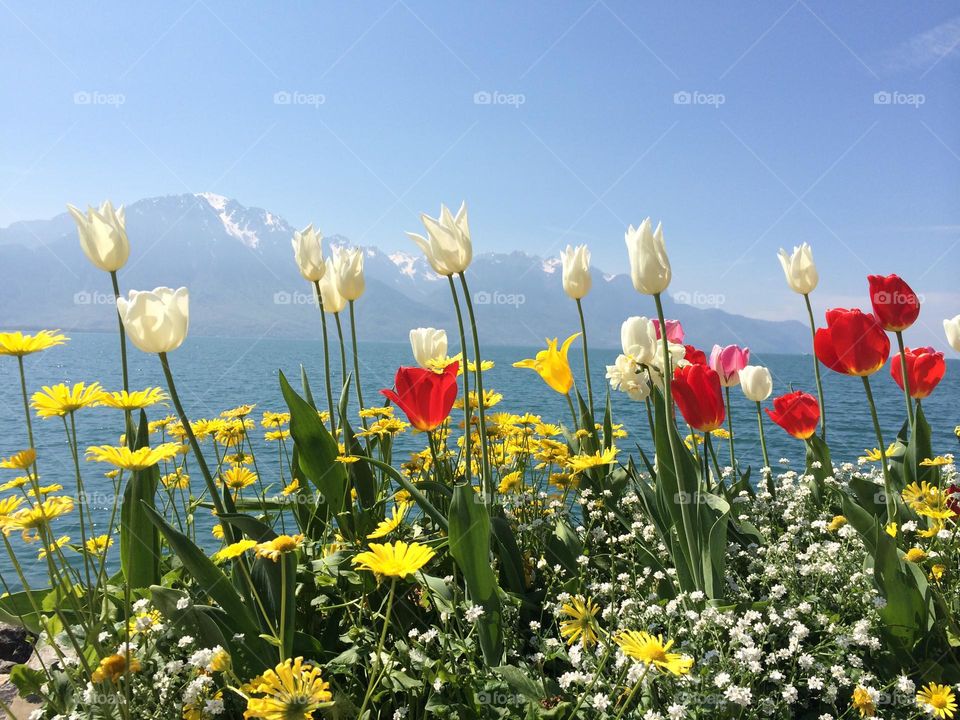 Colorful flowers