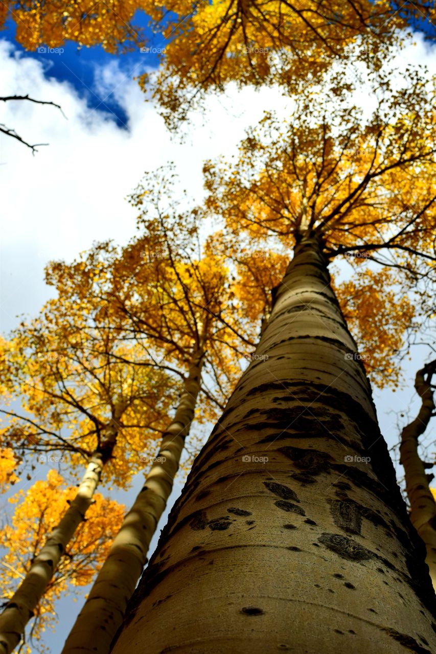 Looking up at an Aspen tree to the clouds