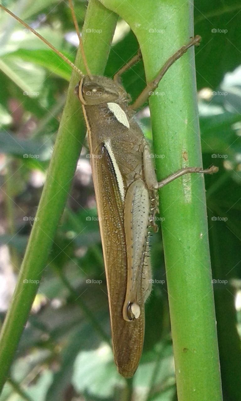 Grasshopper