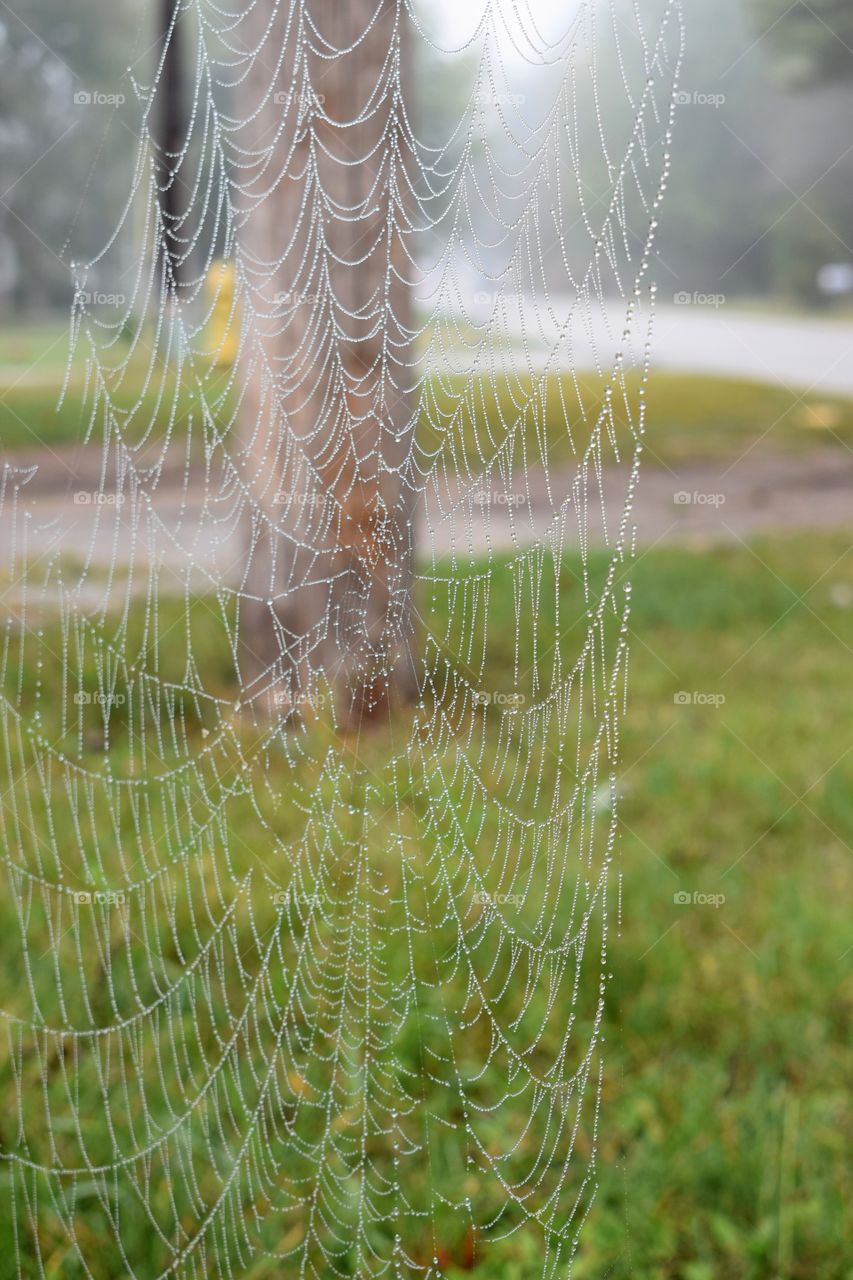 Spider web uncovered fo