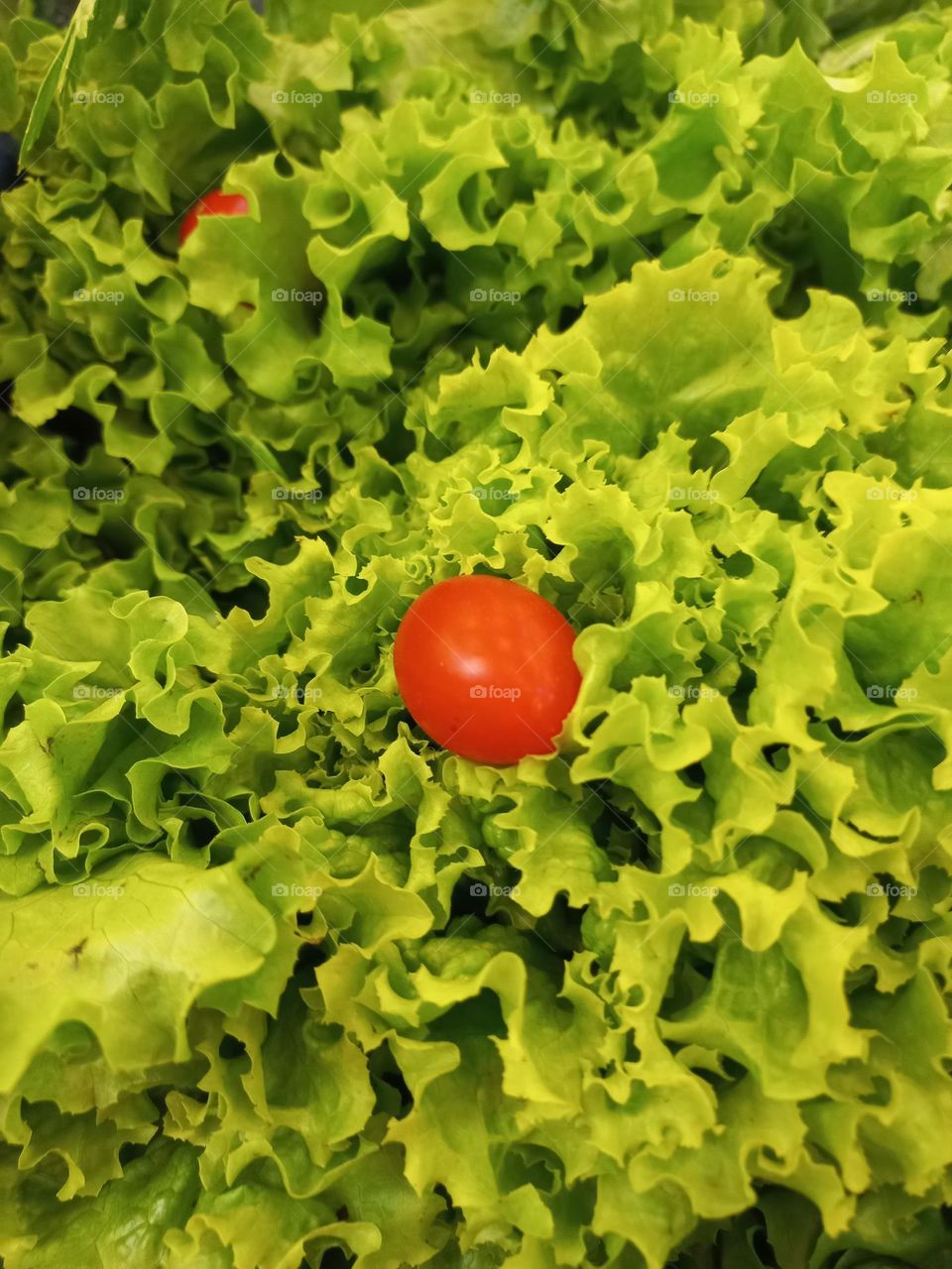 Alface crespa, essa hortaliça traz 20% de proteínas em sua sua quantidade total e, possui 15 calorias em 100 gramas do produto. As suas folhas são ricas em vitamina A, C, E e K, que ajuda a reduzir o câncer de boca e pulmão