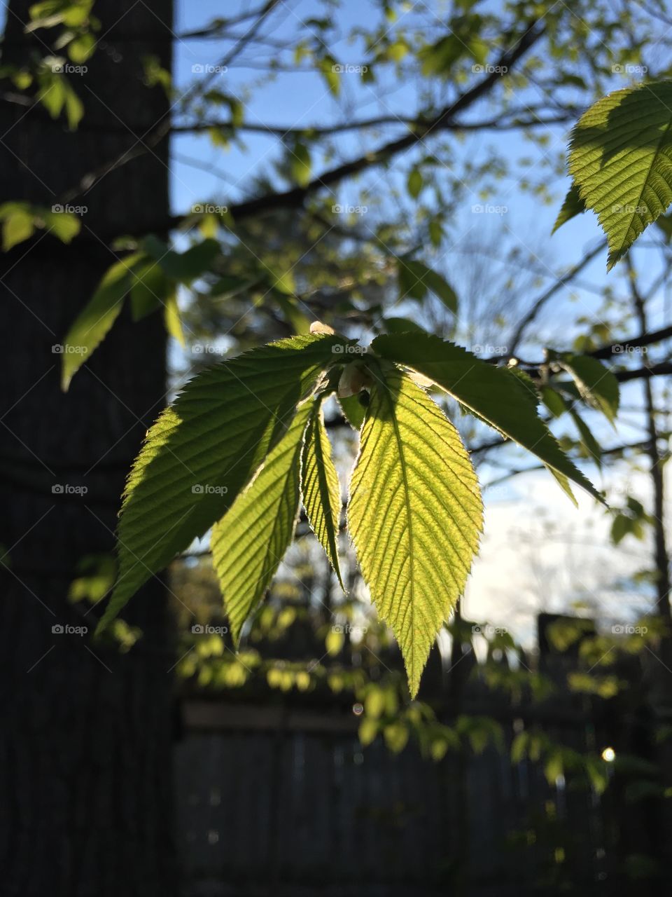 Leaves in the light 