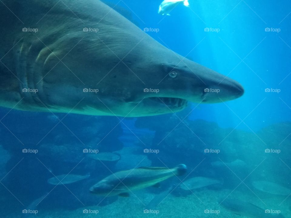 Shark at Palma aquarium