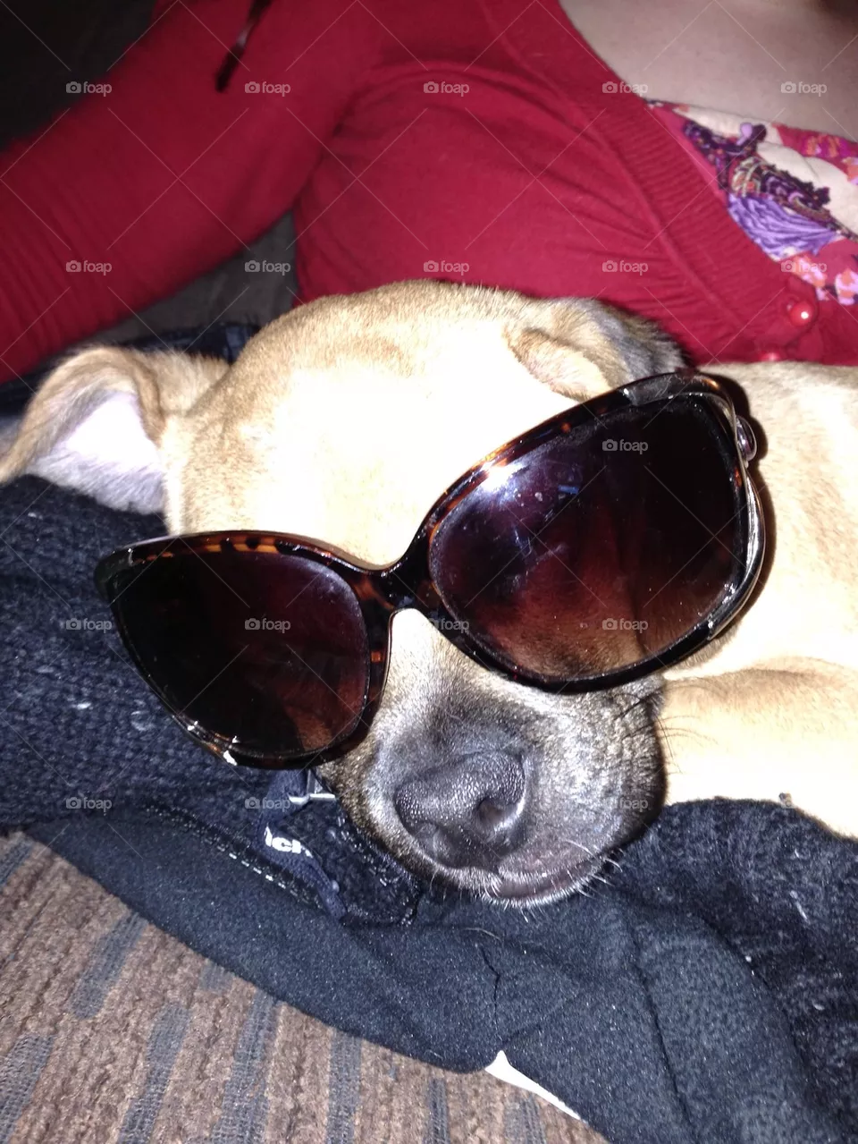 Su dog