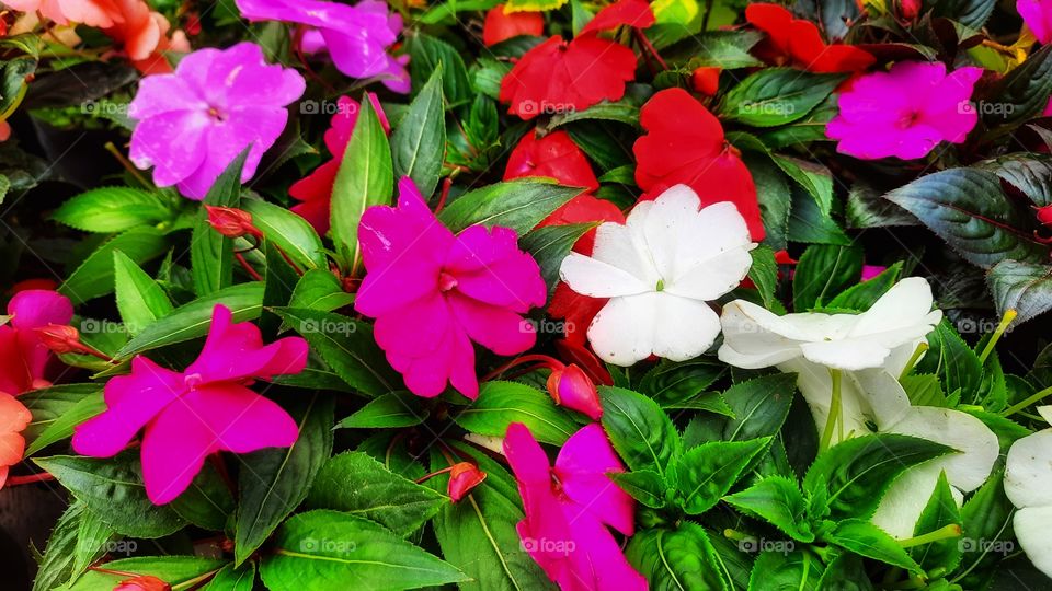 Plant Belén,flower,floral,plant,Belén,colorful,botany,petal,garden,gardening,colorful,blossom,blooming,season,spring,summer,nature,landscape,pink,red,White,leaf,leaves