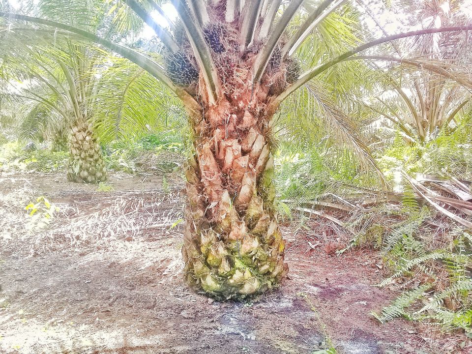 Oil palm fruit that cannot be harvested.If the palm fruit seeds have not been separated from the at least ten seeds and the fruit is not yet perfectly red.is aat sign that the palm fruit cannot harvested.Central Kalimantan Indonesia on December